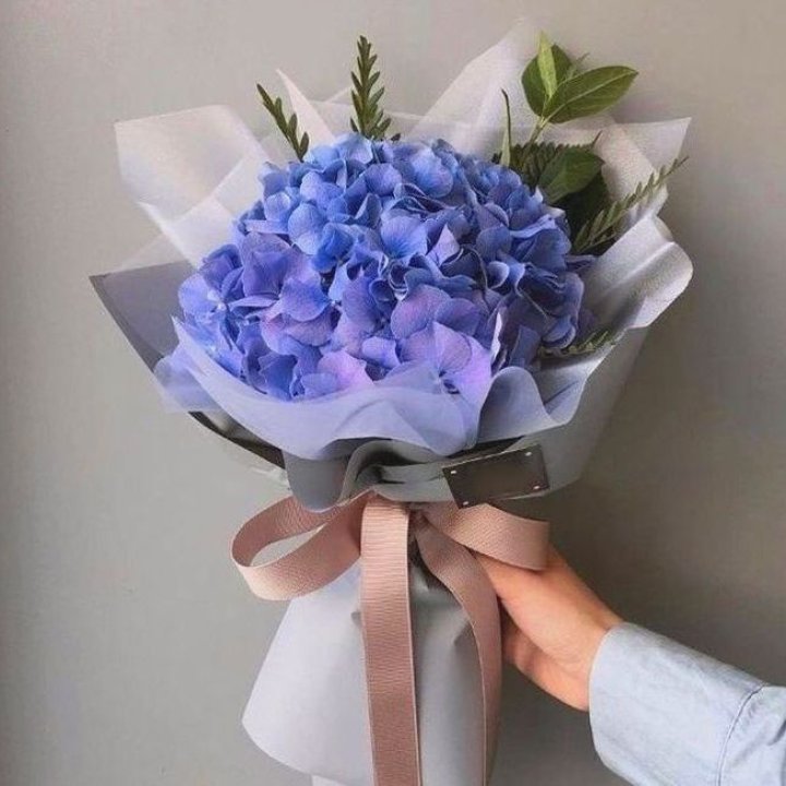 Гортензия голубая в Махачкале