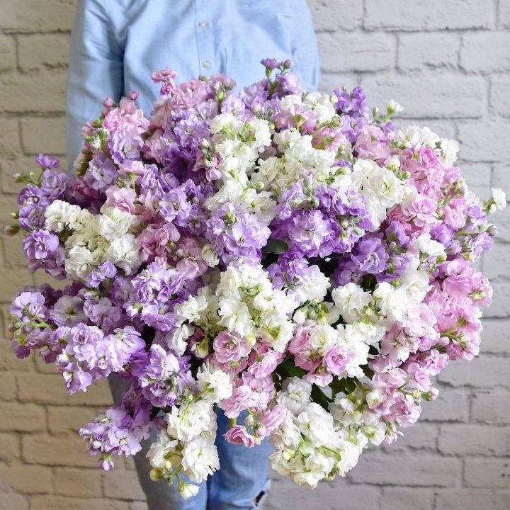 Облако маттиол в Махачкале