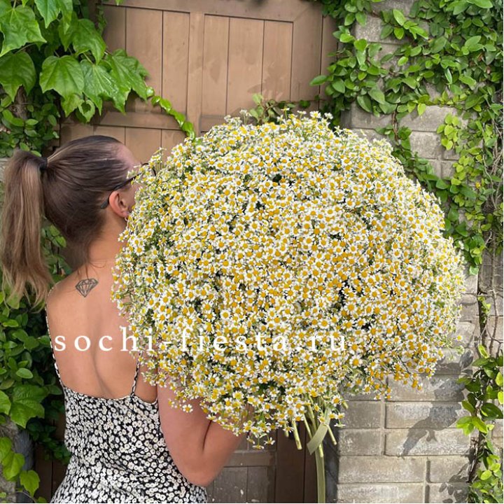 101 ромашка в Махачкале