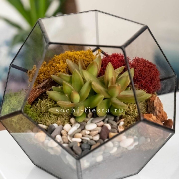 Флорариум “Додекаэдр” с суккулентом Седум в Махачкале