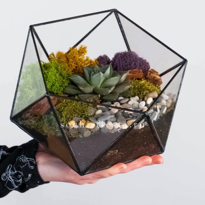Флорариум “Икосаэдр” с суккулентом Каменная Роза в Махачкале