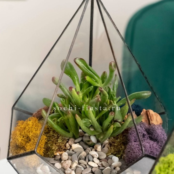 Флорариум “Капля” с суккулентом Крассула Хоббит в Махачкале