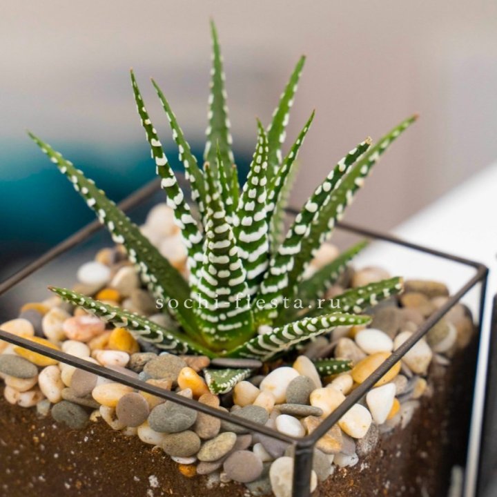 Флорариум Кубик с суккулентом Хавортия в Махачкале