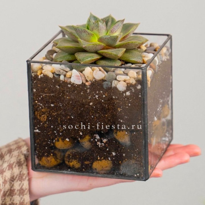 Флорариум Кубик с суккулентом Каменная роза в Махачкале