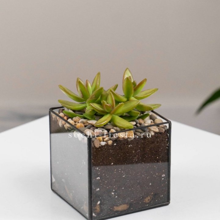 Флорариум Кубик с суккулентом Седум в Махачкале