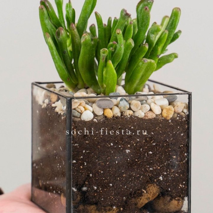 Флорариум Кубик с суккулентом Хоббит в Махачкале