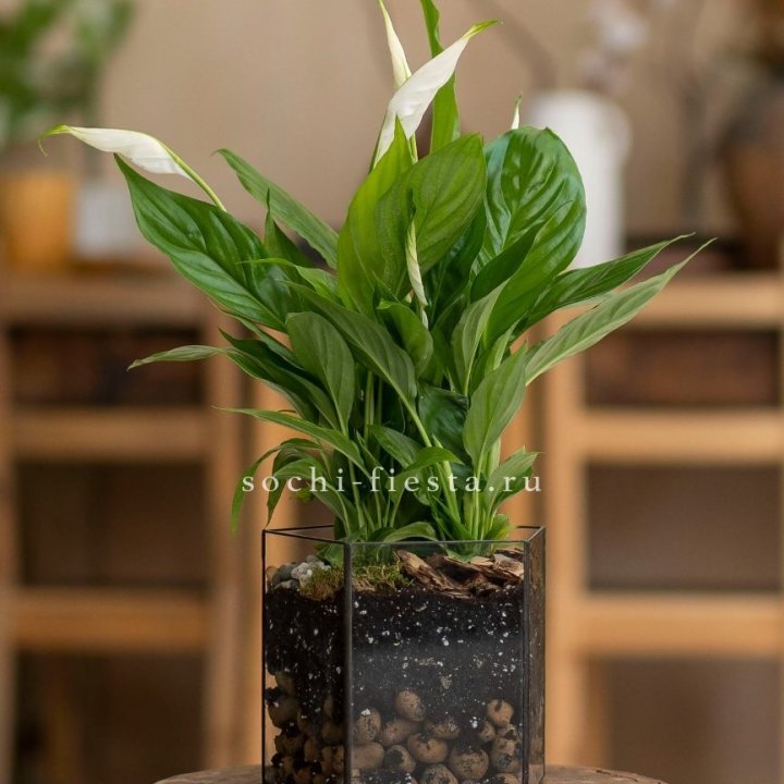 Спатифиллум в кашпо Пятиугольник в Махачкале