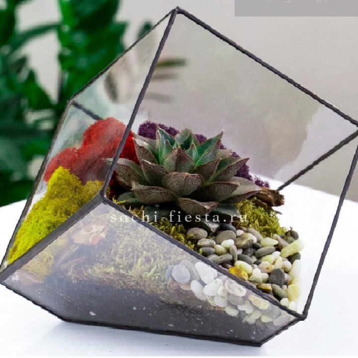 Флорариум Куб усеченный с суккулентом Каменная роза в Махачкале