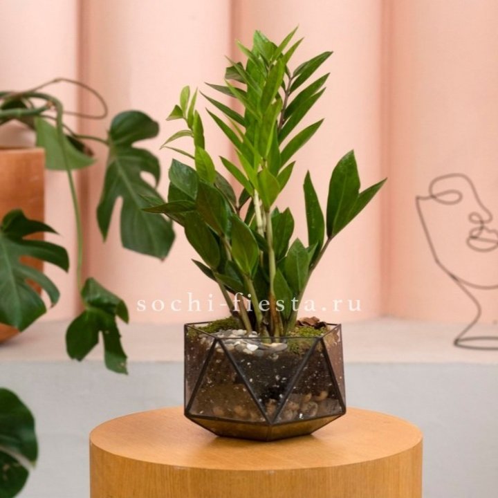 Замиокулькас в кашпо Икосаедр в Махачкале