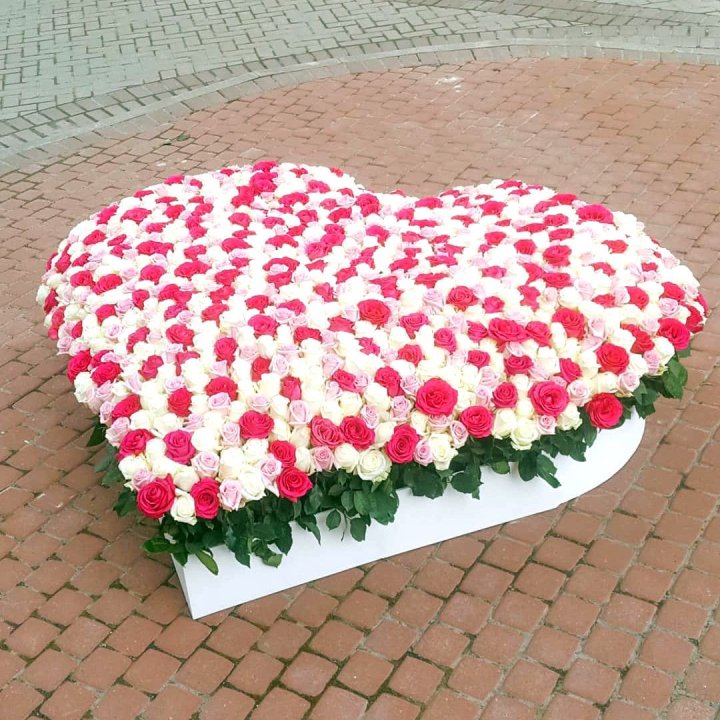 555 роза  в Махачкале