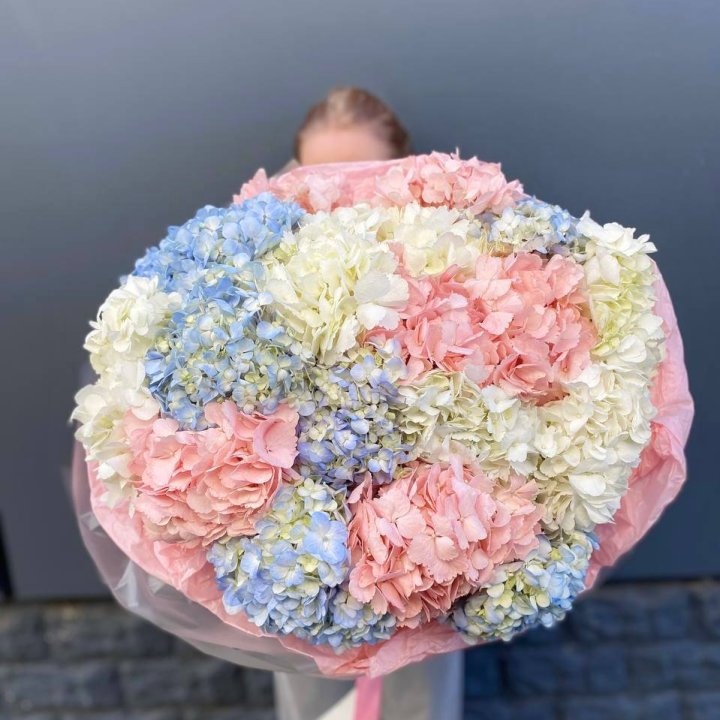 19 гортензий микс в Махачкале