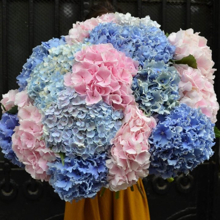 Букет гортензий "Фонтан" в Махачкале