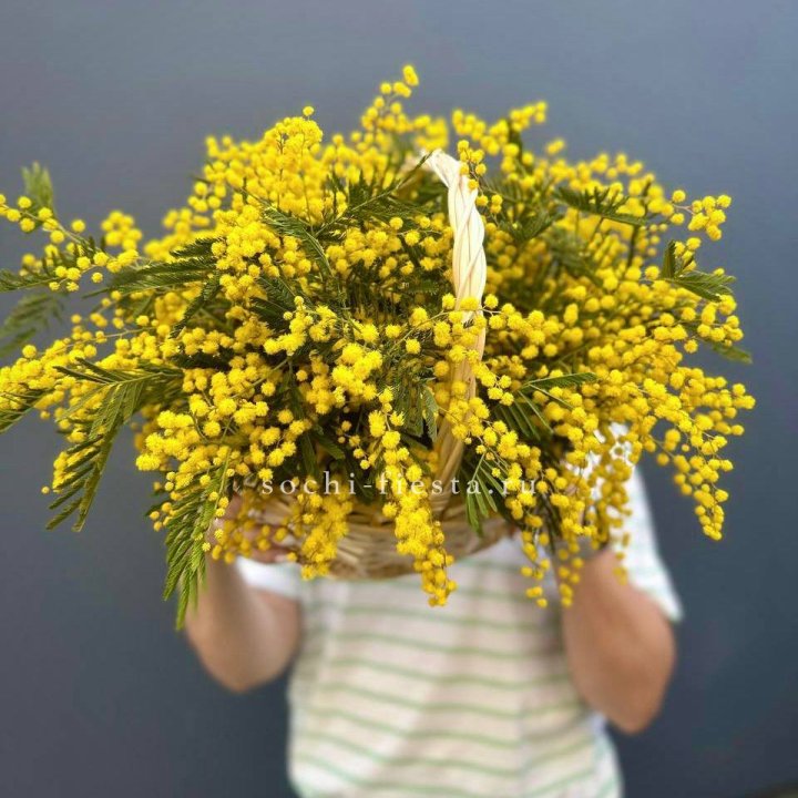 Весенняя корзина мимозы в Махачкале