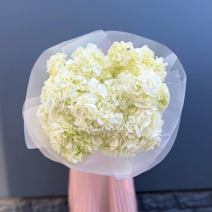 7 белых гортензий в Махачкале