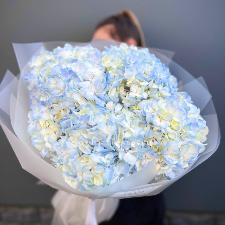 5 голубых гортензий в Махачкале