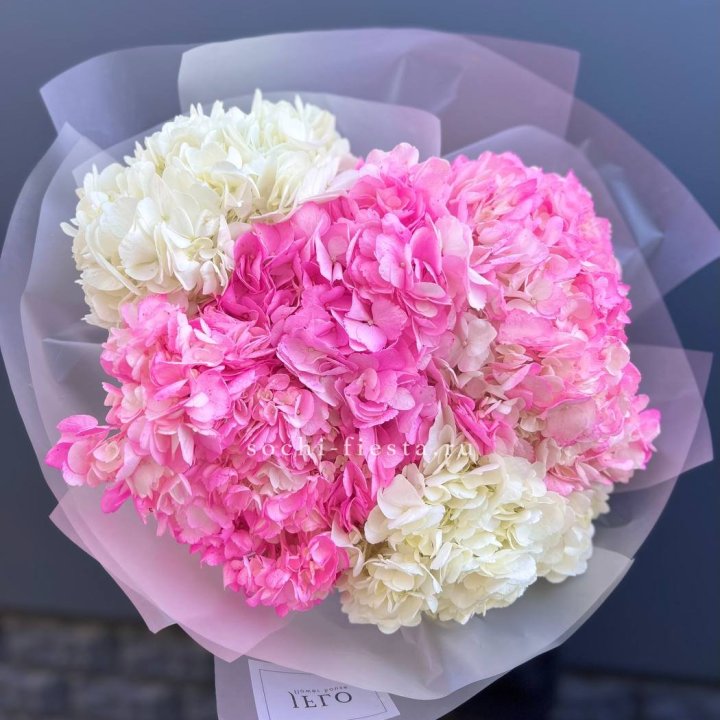 5 бело-розовых гортензий в Махачкале