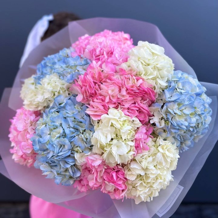 11 гортензий микс в Махачкале