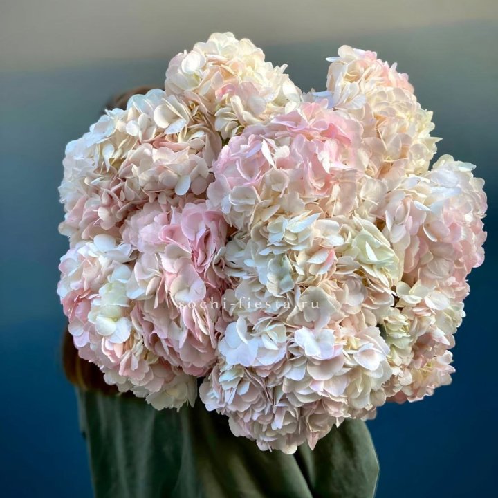 Охапка розовой гортензии в Махачкале