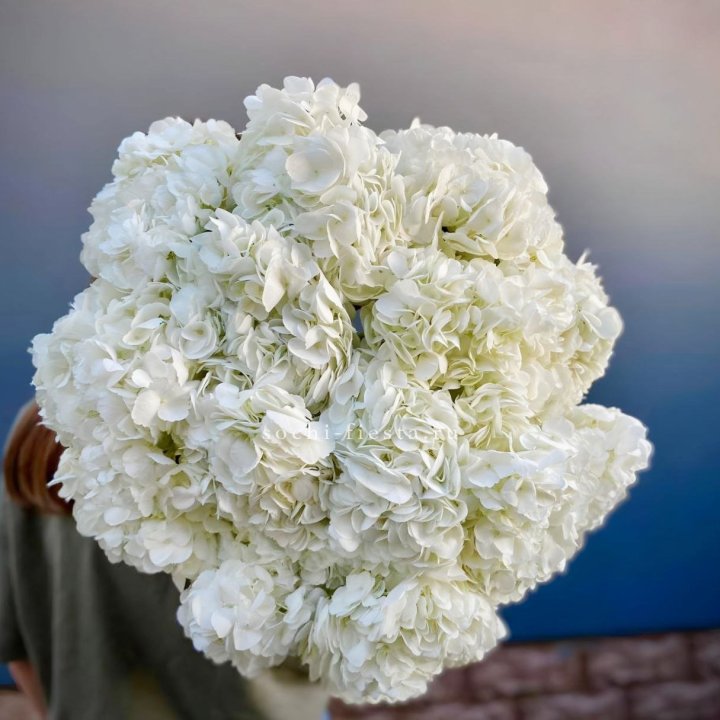 Охапка белой гортензии в Махачкале