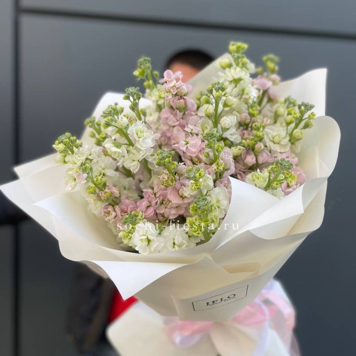 29 маттиол  в Махачкале