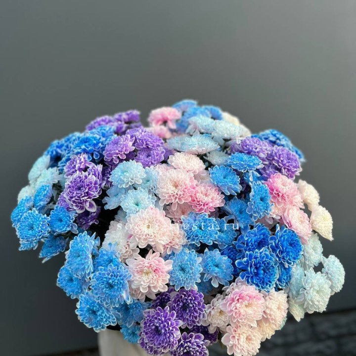 25 цветных хризантем в Махачкале