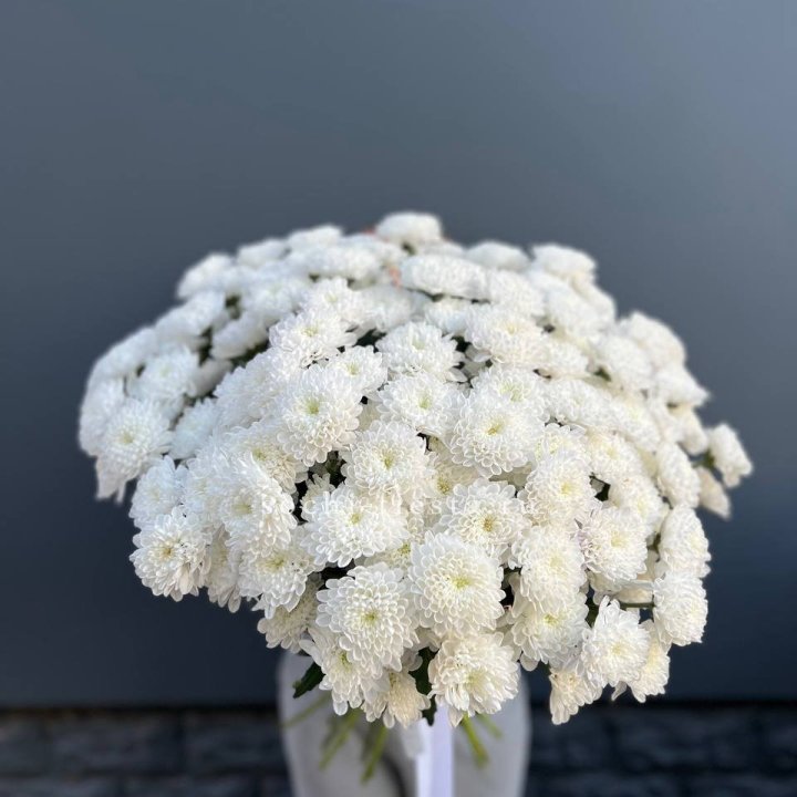  25 хризантем белых в Махачкале