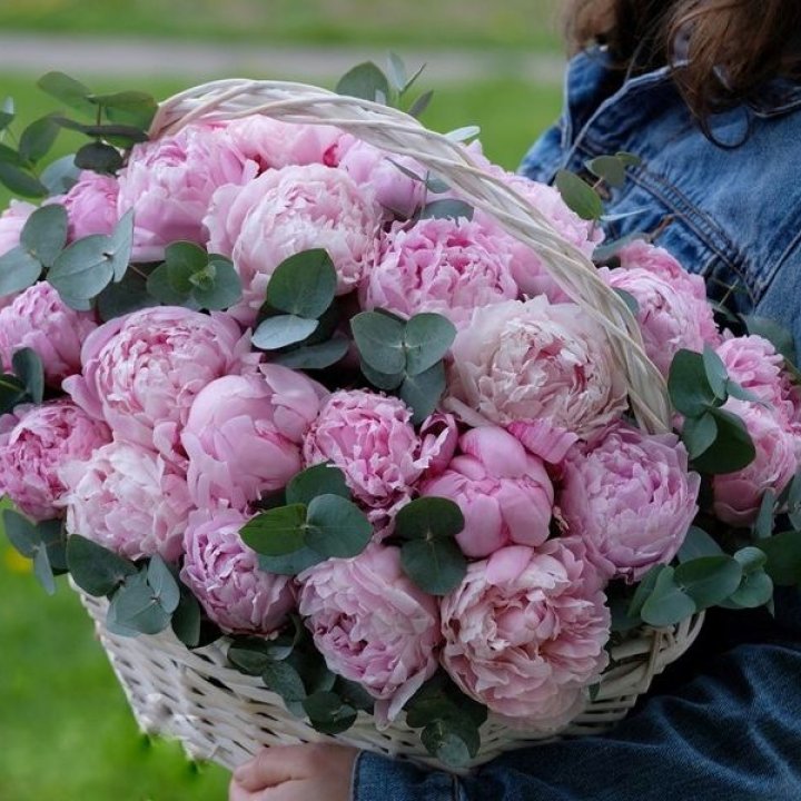 51 пион в корзине в Махачкале