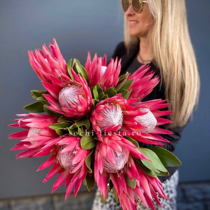 Протея штучно в Махачкале