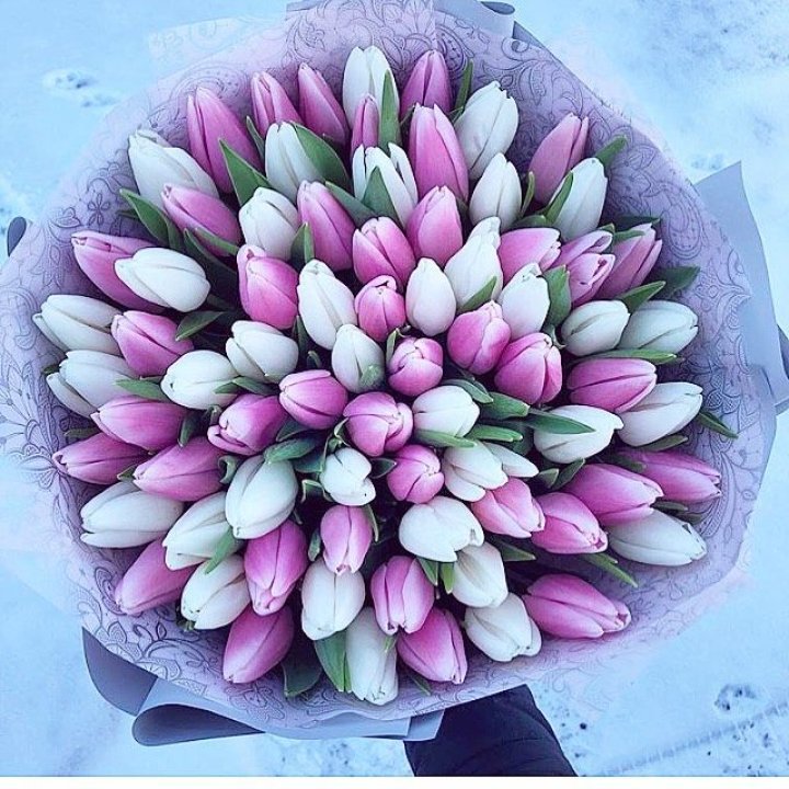 101 тюльпан "Лолипоп" в Махачкале